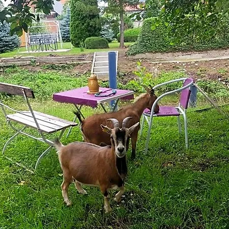 Zimmervermietung Zahn