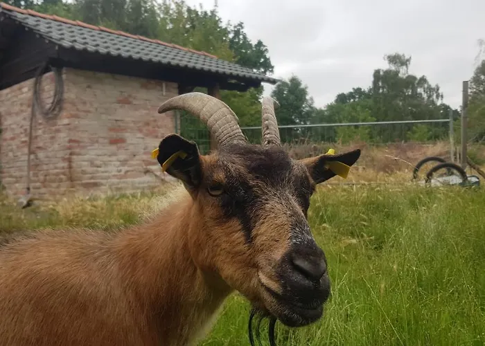 Zimmervermietung Zahn